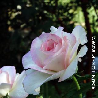 ©SUNFLOR - Primavera
